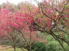 android_upload_pic-南国桃园旅游度假区