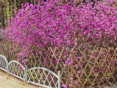 -黑龙江省森林植物园