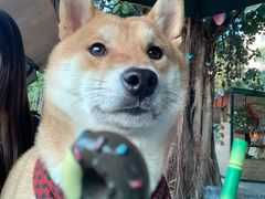 -柴犬高等学院·狗咖·柴犬售卖·宠物训练