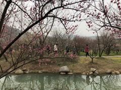 -香雪海