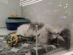 -1013 PET SHOP精品宠物商店(丁香店)