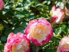 -人民公园(罗湖区)