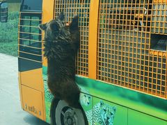 -野生动物园-停车场