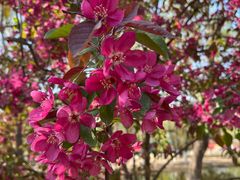 -长白岛森林公园