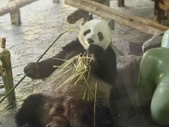 -上海野生动物园