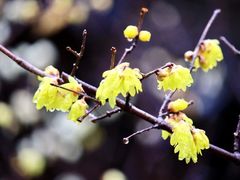 -江宁织造博物馆