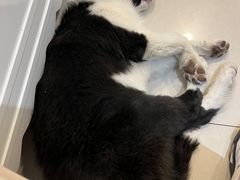 -平行世界·猫咖(首经贸店)