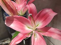 -侨美食家(体育西路店)