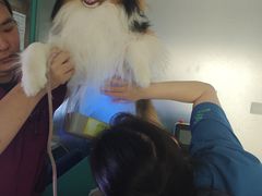 -瑞派申生动物医院·24H夜诊·国际动物医疗中心·骨外科(吴中路店)