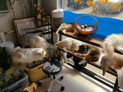 -平行世界·猫咖(首经贸店)