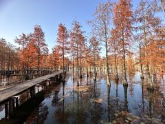 -池杉湖湿地公园