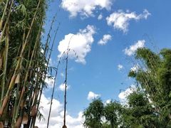 -杨顺宝喜洲粑粑