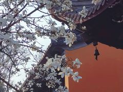 -灵谷景区
