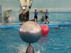 -尼莫海豚馆