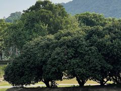 -风云岭森林公园