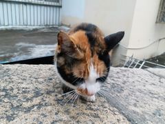 -猫咪博物馆(顶澳仔猫街店)