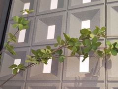 -霸王茶姬(正佳广场店)