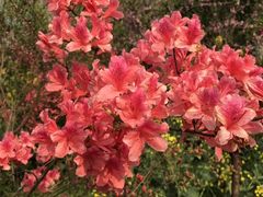 -南汇桃花村