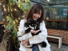 -柴犬高等学院·狗咖·柴犬售卖·宠物训练