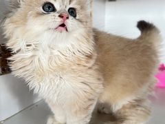 -东方名猫馆·英短金渐层布偶猫舍(环线广场1号楼店)