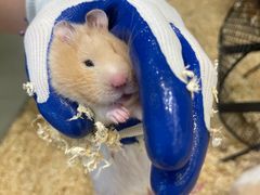 -怪兽屋·羊驼·猫咖·狗咖(俊华广场店)