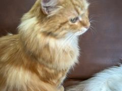 -MOCHA明星猫咖(田子坊店)