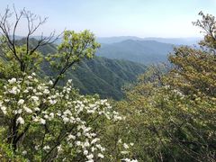 -王顺山国家森林公园