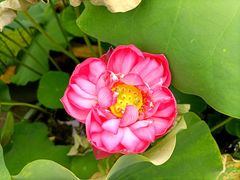 -陈家山荷花公园