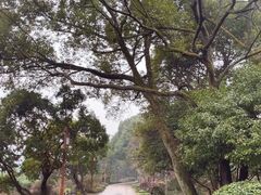 -中国茶叶博物馆(双峰馆区)