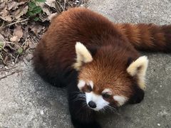 -合肥野生动物园