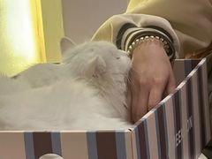 -有猫主题·治愈系猫咖(曾厝垵店)