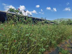 -亚龙湾国际玫瑰谷