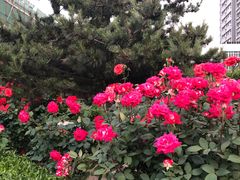 -中国中医科学院望京医院(院本部)