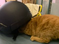 -喵屿·大理花园猫咖