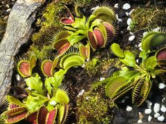 -国家植物园南园