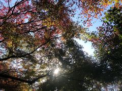 -秋霞圃