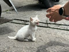 -鸣鹤古镇