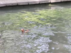 -皇家御河游(紫御湾码头)
