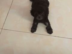 -芭比堂动物医院·犬猫全科·异宠专科(雁塔分院)