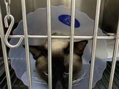 -喜多萌中农锦绣动物医院24H·猫科·牙科MRI·CT