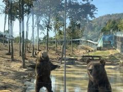 -安徽大青山野生动物世界