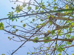 -三亚南山文化旅游区