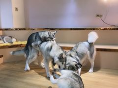 -Husky Go! 哈士奇体验馆·宠物咖啡厅狗咖
