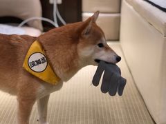 -逗柴咖啡屋·狗咖猫咖宠物桌游