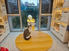 -柚子猫舍·精品猫舍购猫·猫咪认养·购宠·宠物店