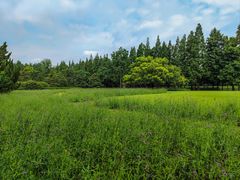 -上海滨江森林公园