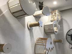 -楼上猫咖(罗湖店)