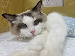 -中农大我爱我爱动物医院·核磁CT·猫病·24小时夜诊中心(石佛营店)