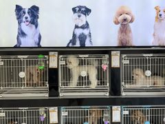 -翊宠yipet猫狗购宠庄园犬舍•猫舍