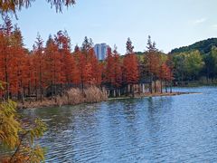 -昆山城市生态森林公园